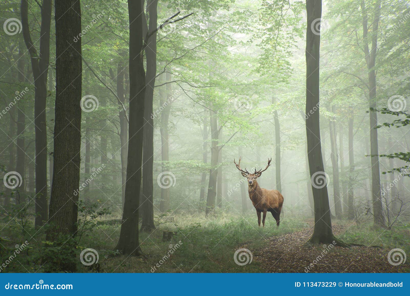 red deer stag in lush green fairytale growth concept foggy fores