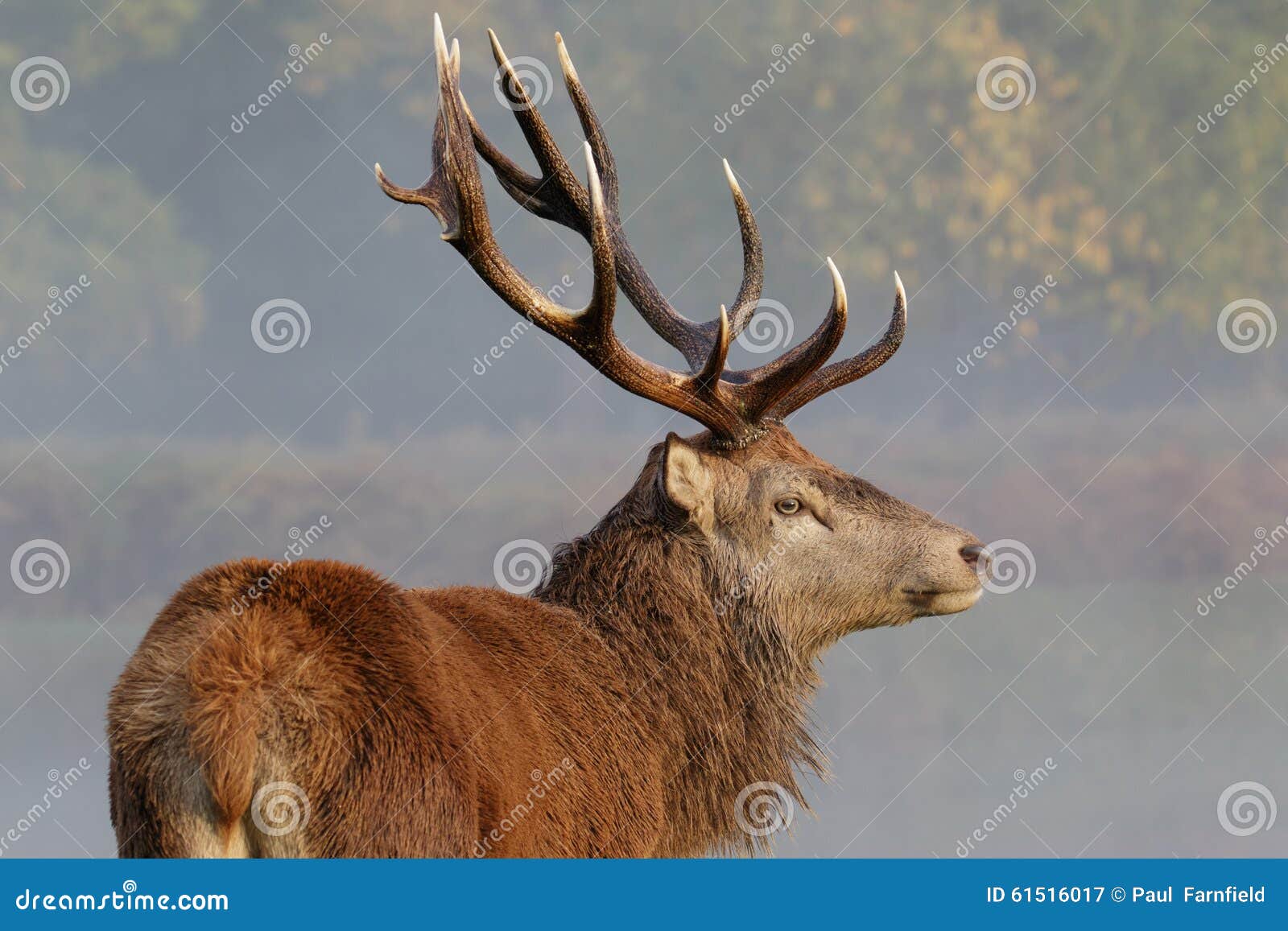 red deer stag portrait