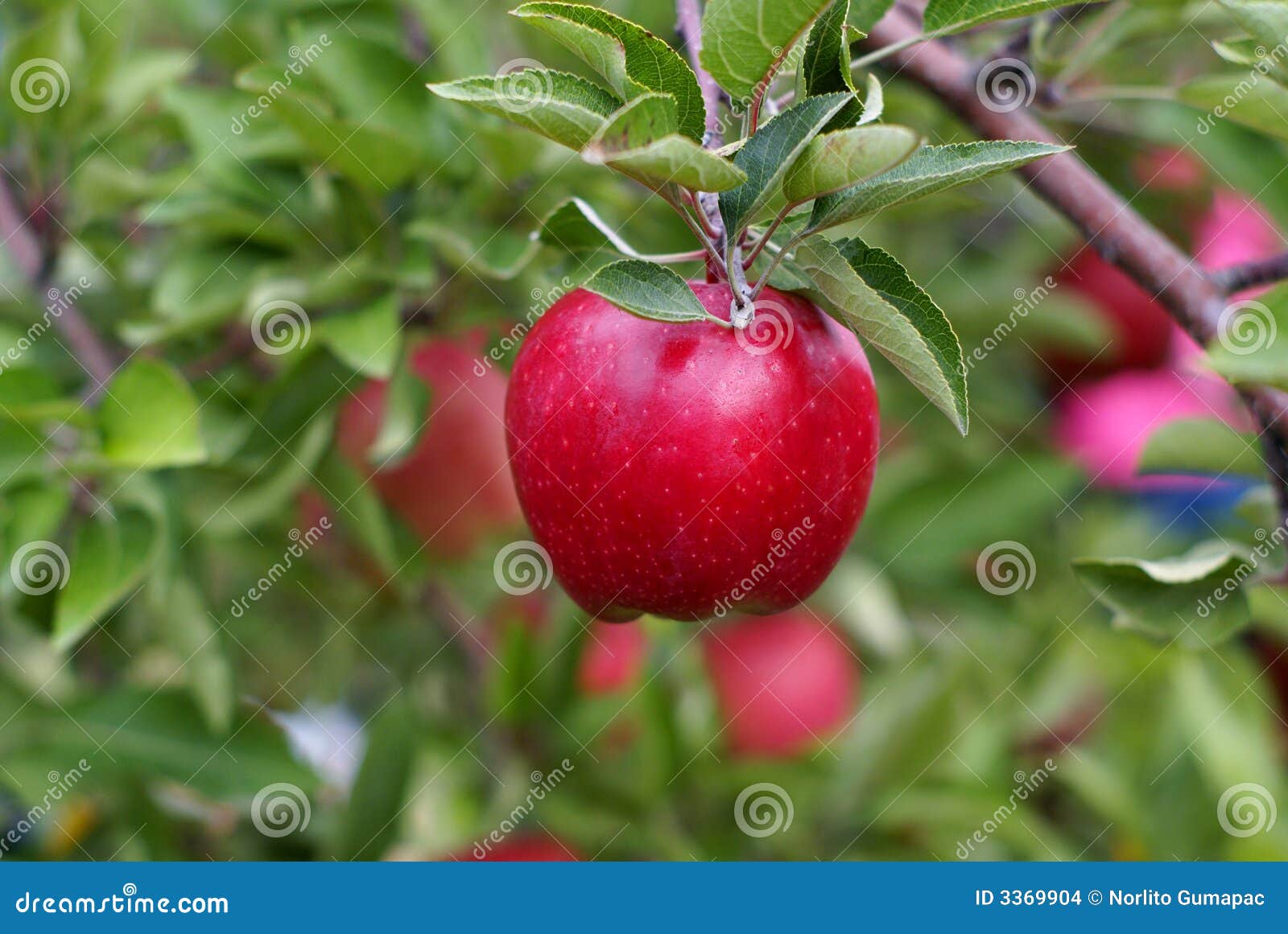 red delicious apple