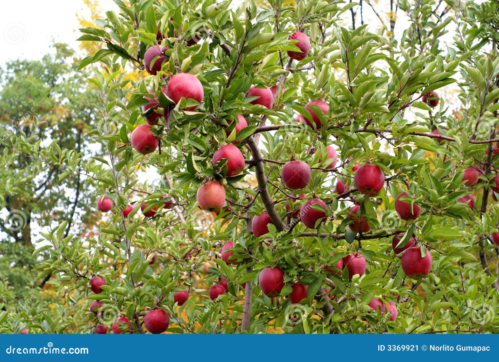 Red delicious apple stock image. Image of green, branch 3369921