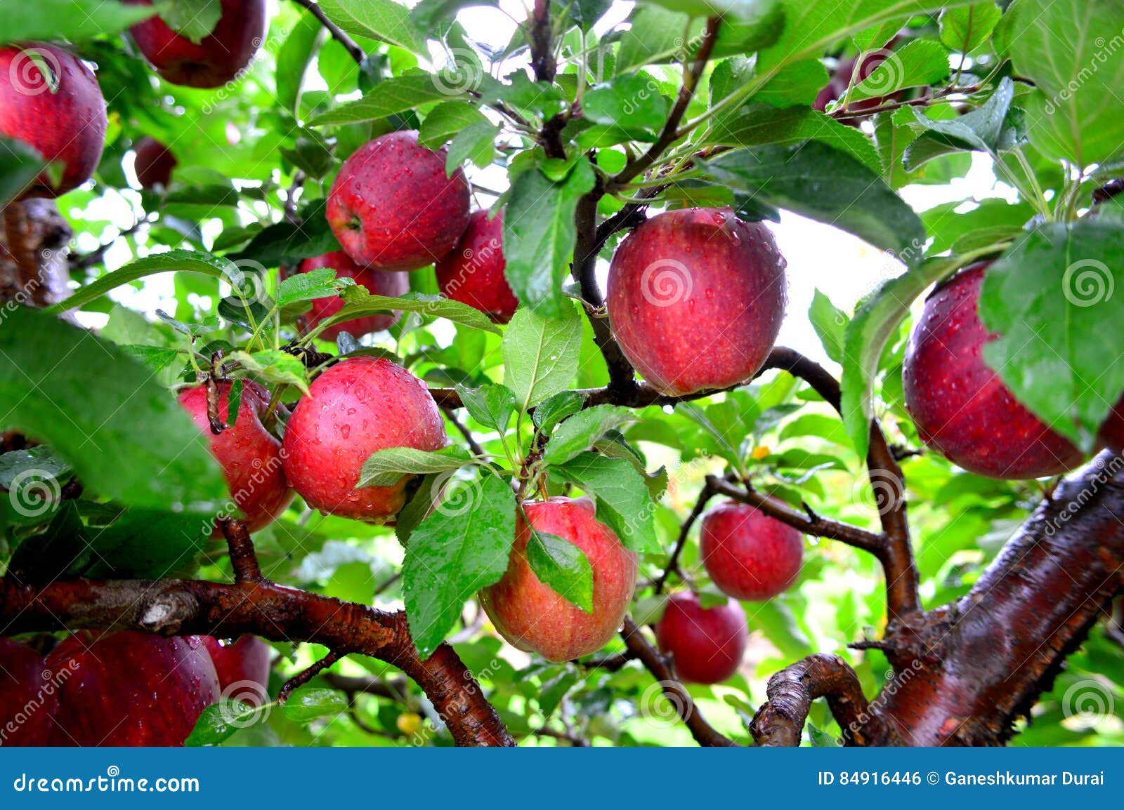 red delicious apples