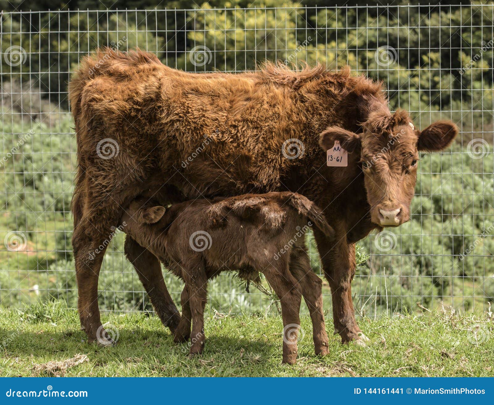 Red Dexter Cow With Newly Born Calf Drinking Her Milk Stock Image red-dexter-cow-with-newly-born-calf-drinking-her-milk-stock-image
