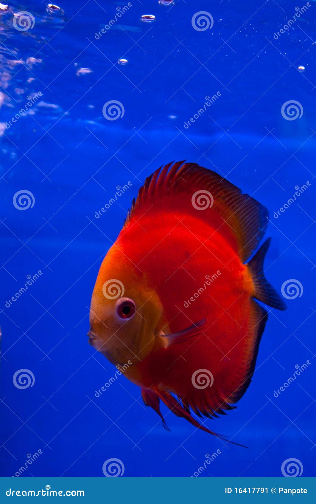 Red discus fish stock image. Image of tank, tropical 16417791