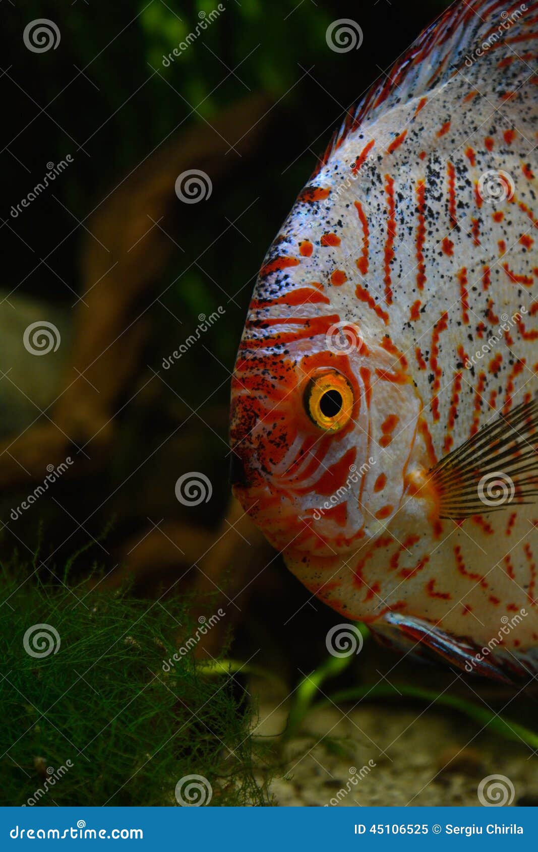 Red Discus Fish in Natural Environment Stock Image Image of animal