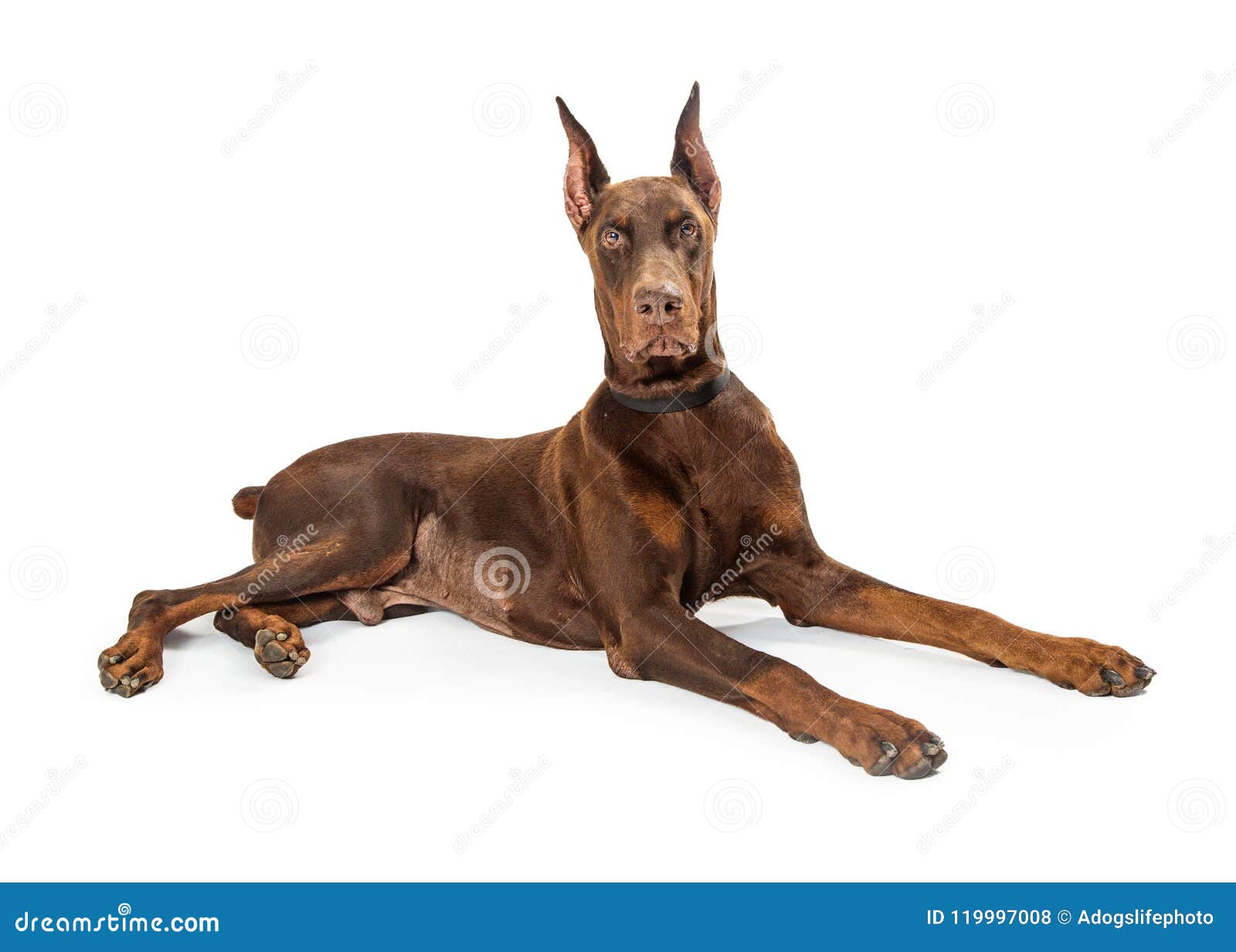 Ekspression overbelastning effektivt Red Doberman Pinscher Dog Lying Profile Stock Photo - Image of large,  isolated: 119997008