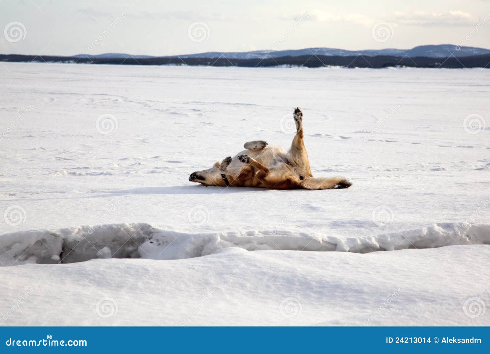 Red Dog is Bathed in the Snow Stock Photo Image of frost, enjoy 24213014