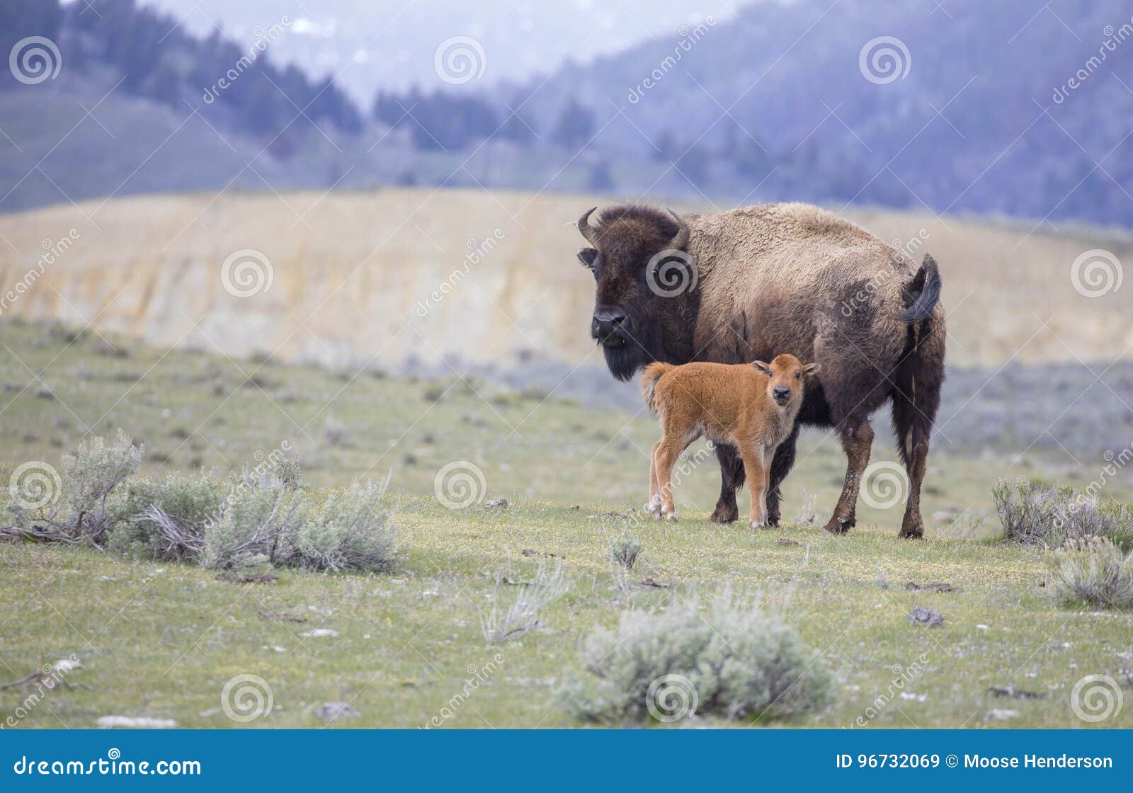 red dog bison calf and mother on open sagebrush grassland