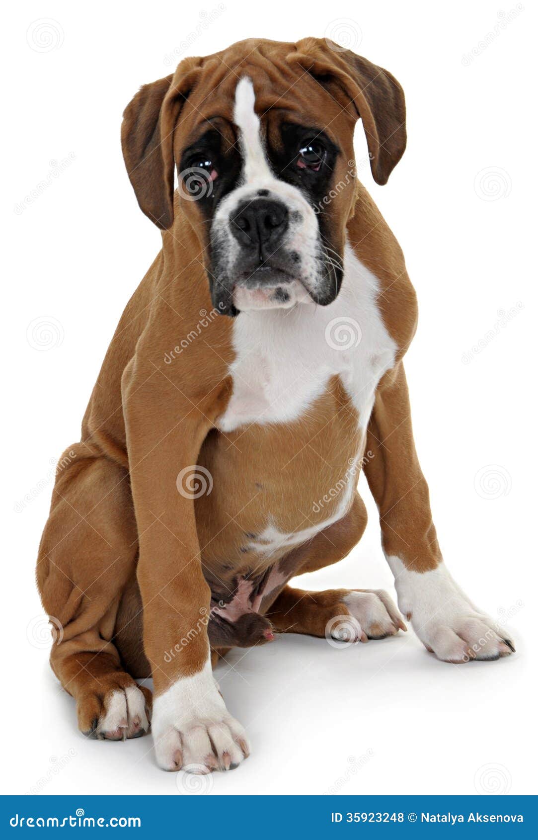 Red Dog Breed Boxer on a White Background. Stock Photo Image of