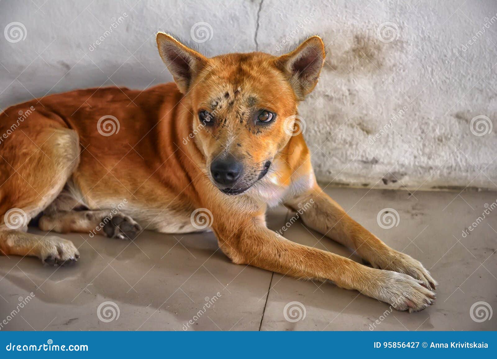 Red Dog with Bruises and Scars Stock Image Image of city, lonely