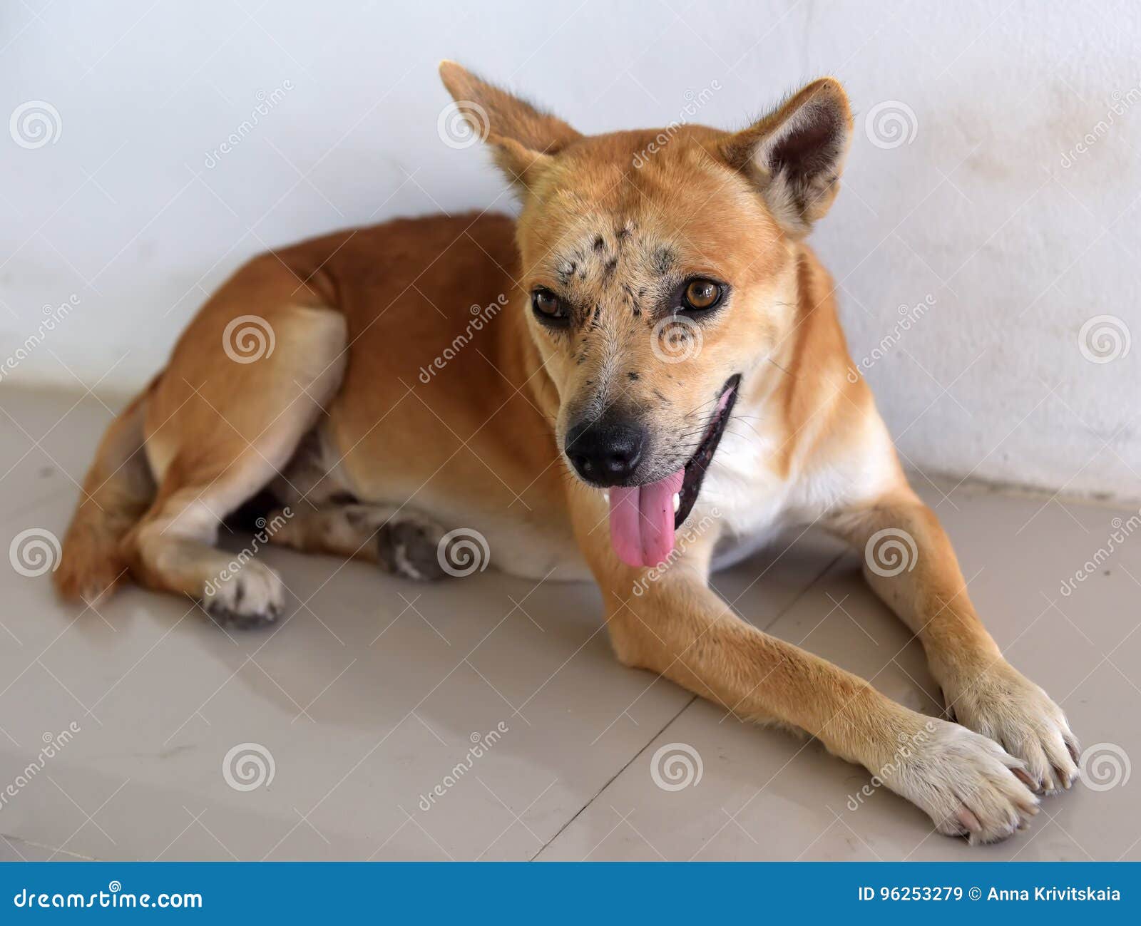 Red Dog with Bruises and Scars Stock Image Image of cute, homeless