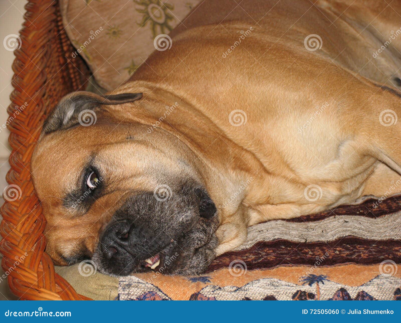 Red Dog Bullmastiff Lying on Couch Stock Photo Image of adult, close