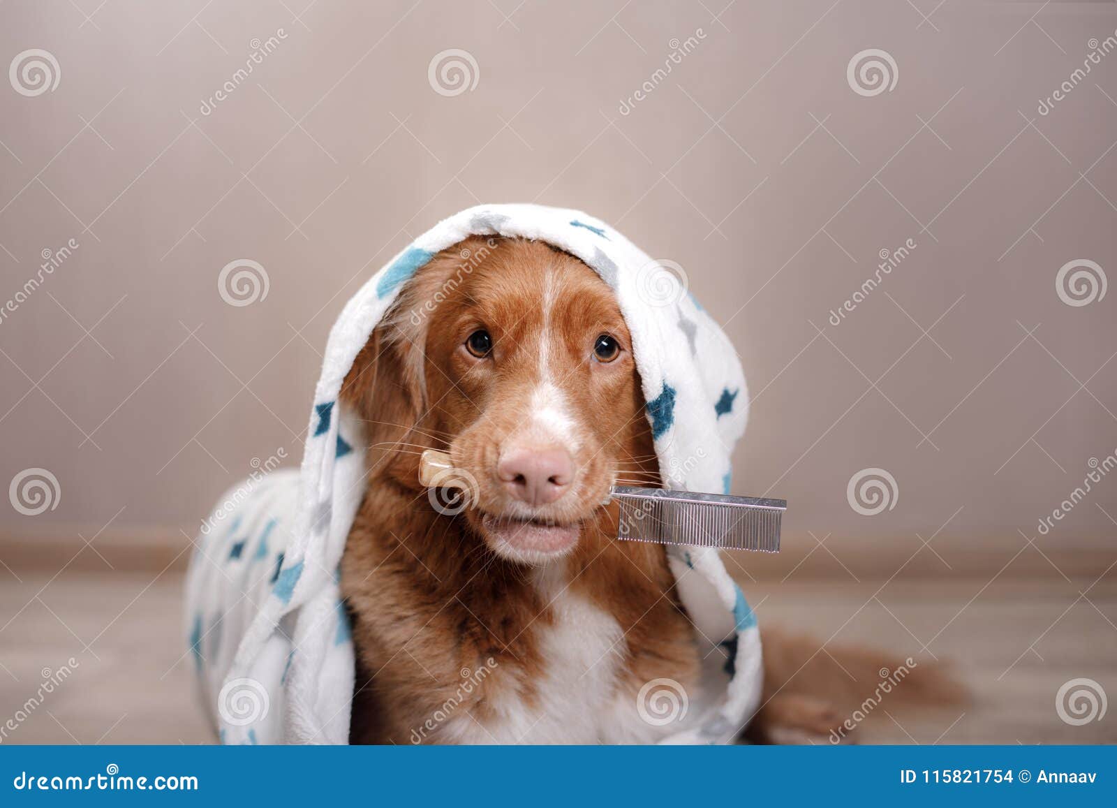 Adjustable Muddy Pet Dressing Gown Ultra Soft Drying Coat Towelling Dog  Bathrobe | eBay