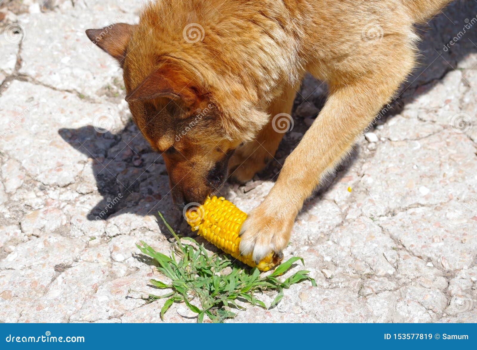 Red dog eats corn stock image. Image of harvest, basket 153577819
