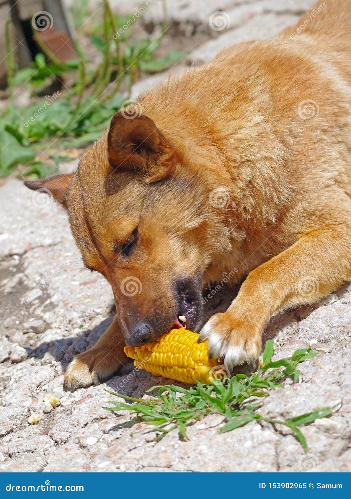 dog ate corn cob