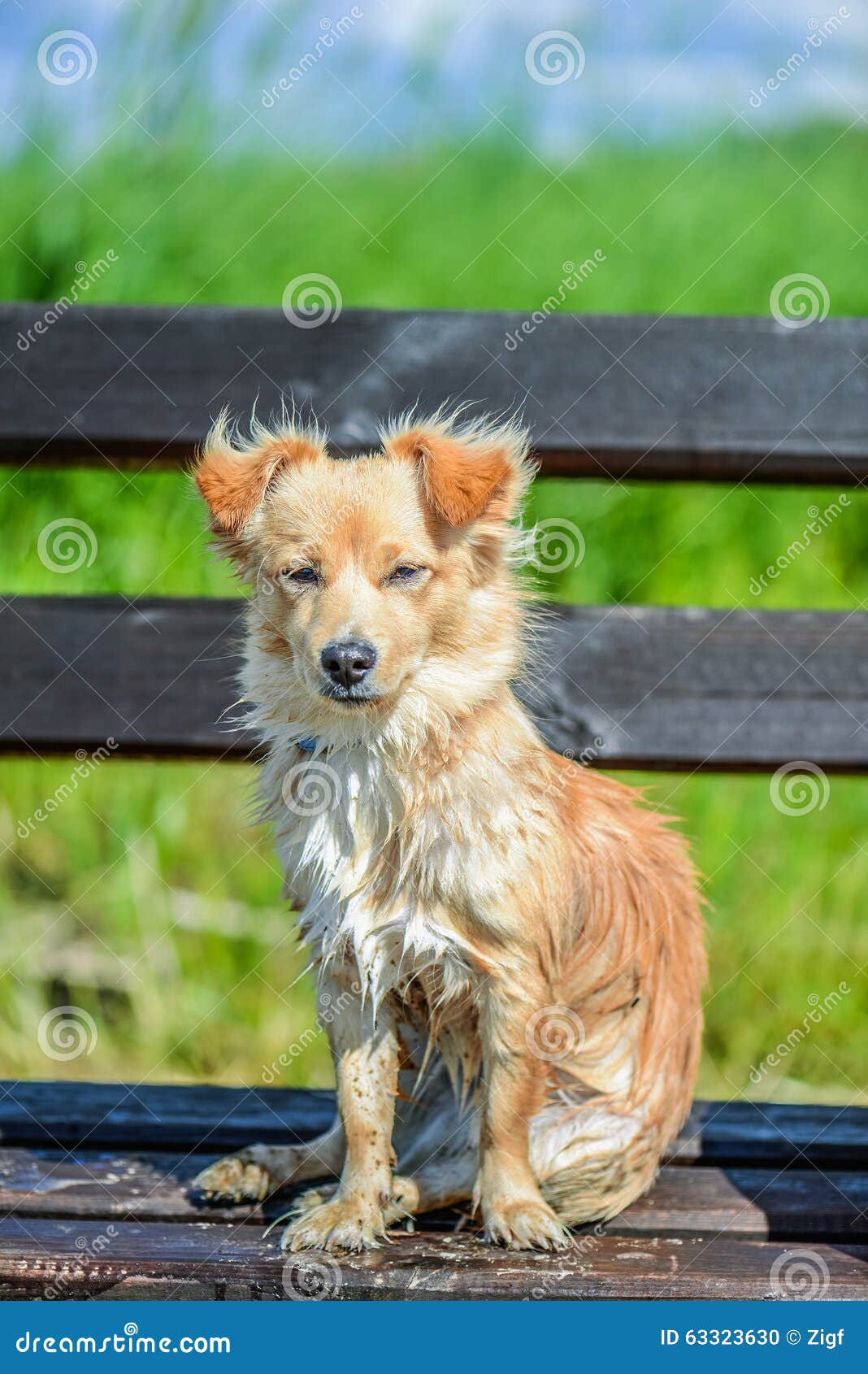 Red dog stock photo. Image of mixed, canine, friend, outdoors 63323630