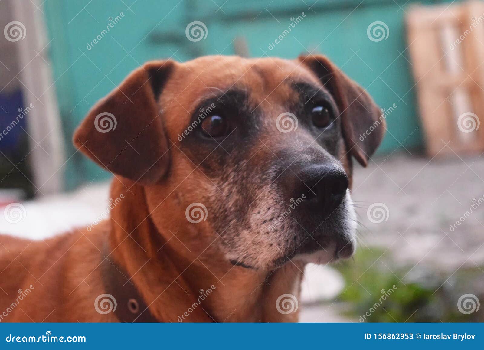 Red Dog Guards the Yard and the Owner Stock Image Image of anglo
