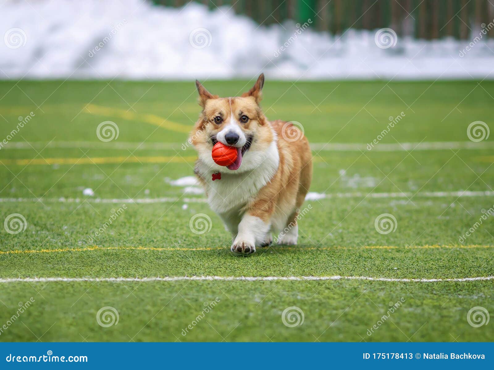 80,100+ Green Sports Field Stock Photos, Pictures & Royalty-Free