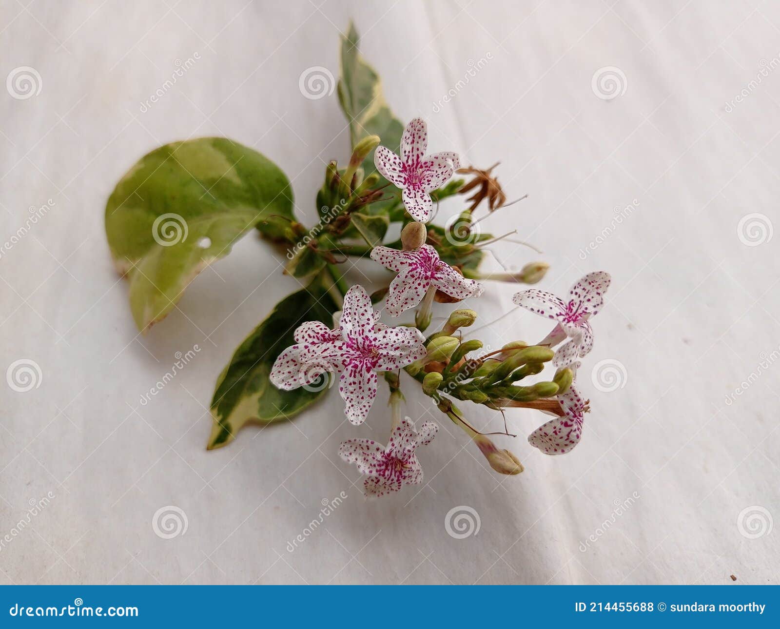 The Red Dots Flower on the Garden Stock Photo Image of dots, produce