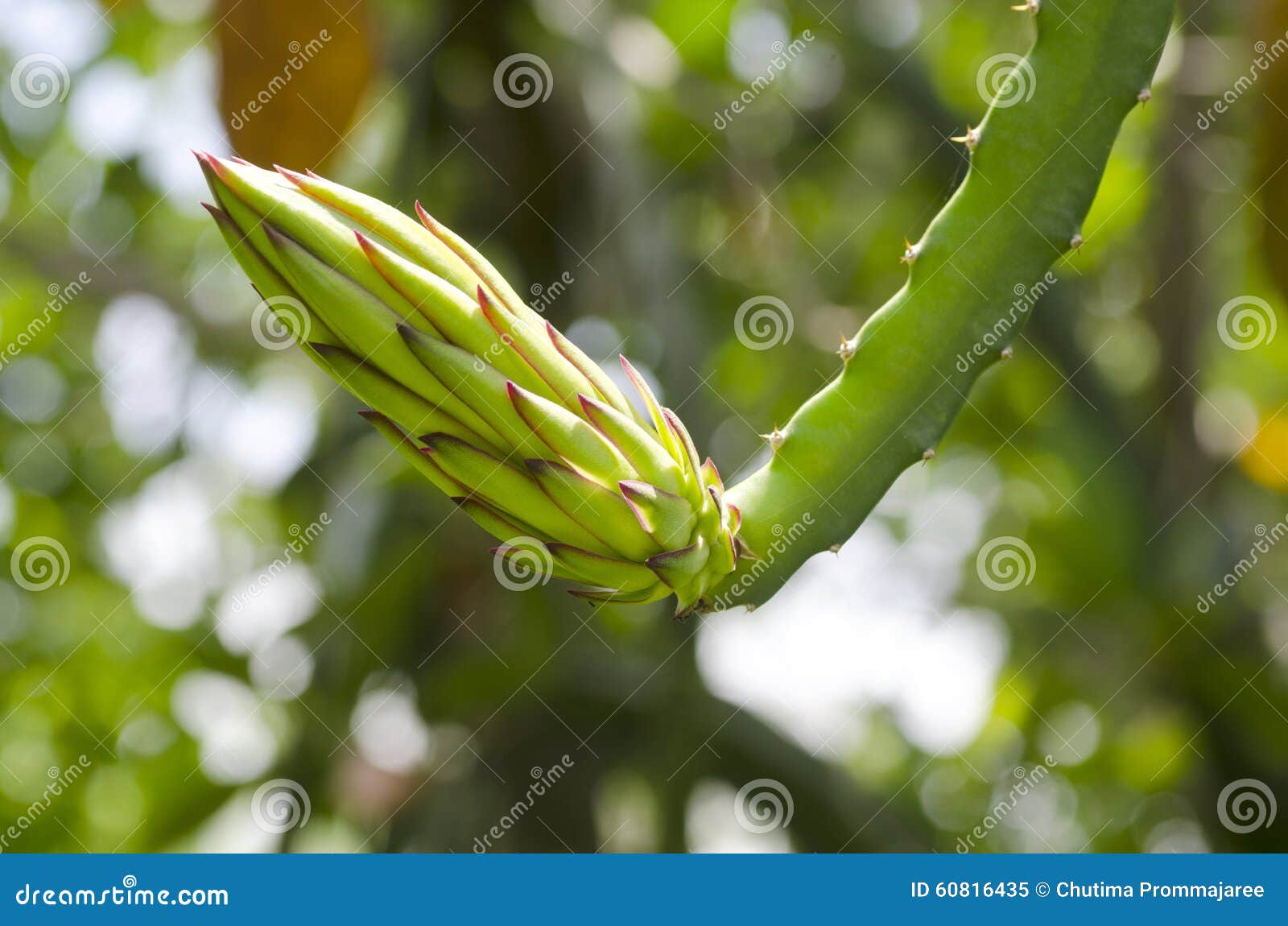 Red Dragon Fruit Bud Flower Stock Image - Image of fruit, edible: 60816435