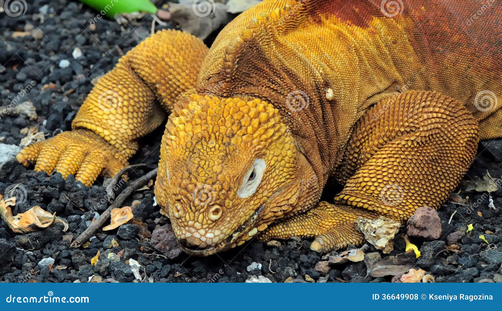 red dragon. land iguana. galapagos islands, ecuador