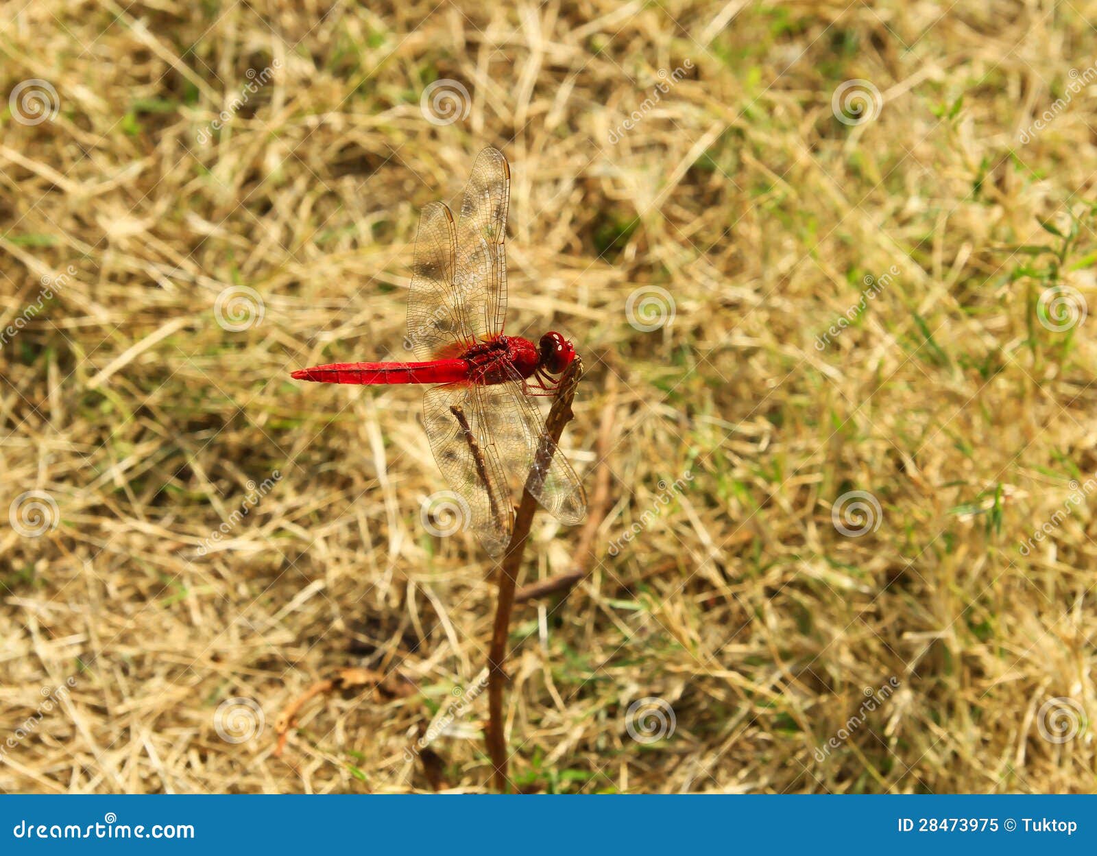 Red dragonfly stock image. Image of black, plant, macro 28473975