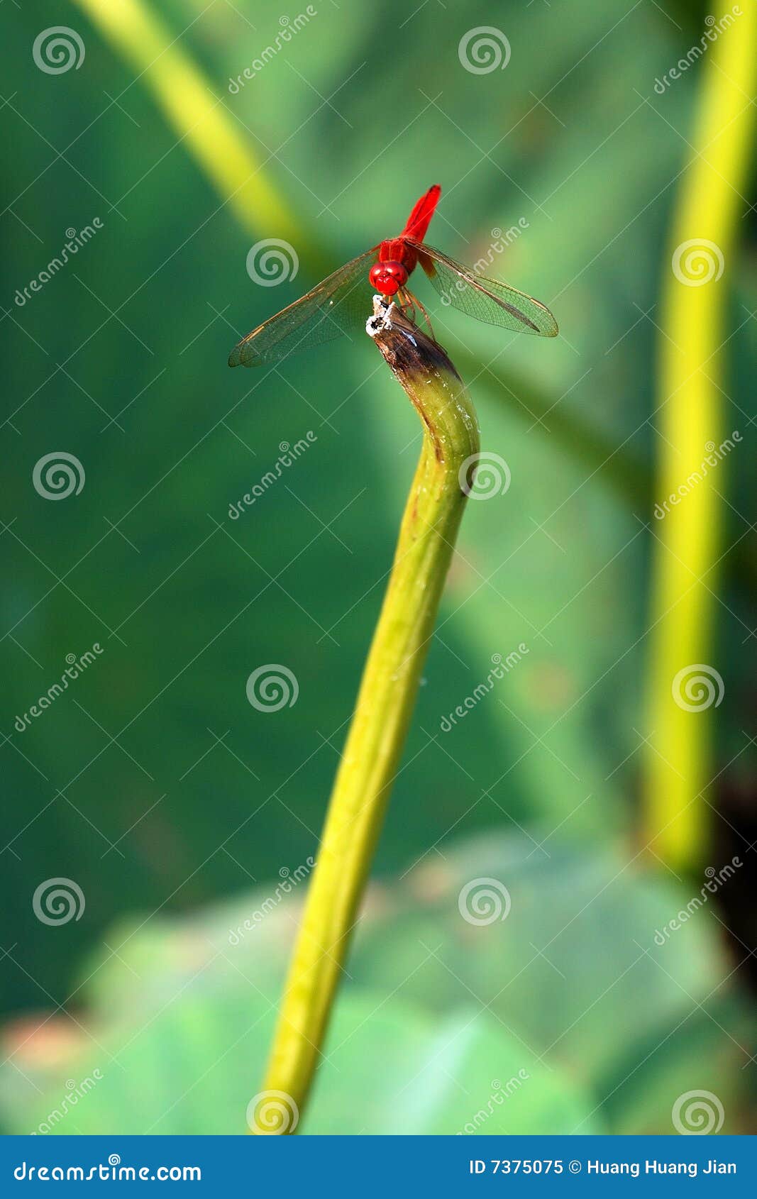 Red dragonfly stock image. Image of wild, season, nature 7375075