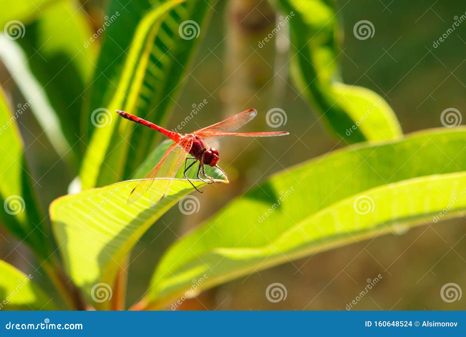 Red Dragonfly on the Background of Green Leaves, Latin Name - Crocothemis Erythraea Stock Photo - Image of beauty, animal: 160648524 Red Dragonfly on the Background of Green Leaves, Latin Name - Crocothemis Erythraea Stock Photo - Image of beauty, animal: 160648524