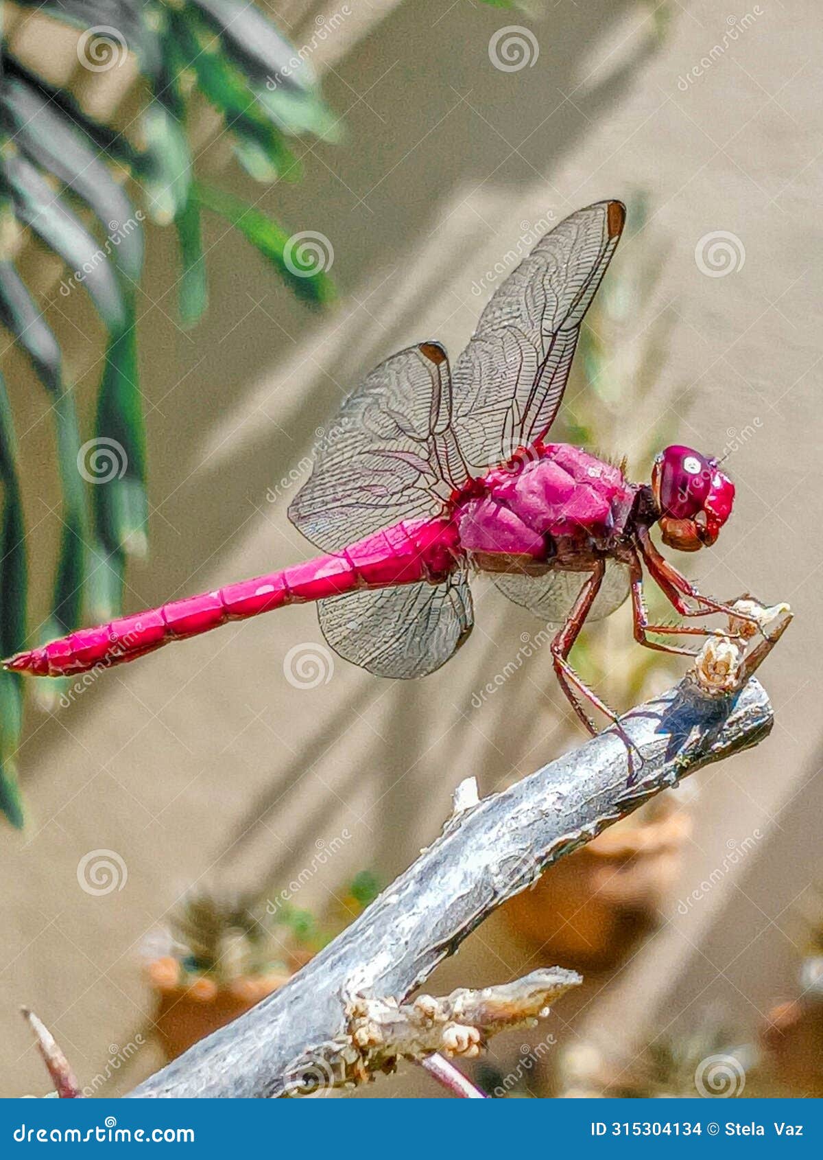 red dragonfly insetos