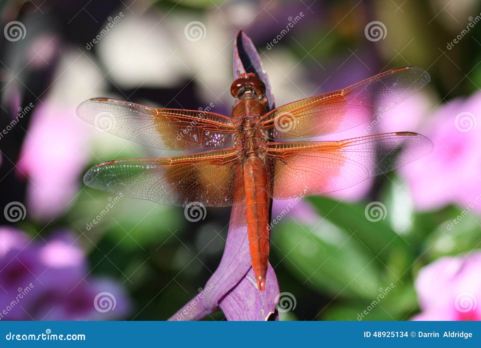 Red dragonfly stock photo. Image of element, leaf, background 48925134