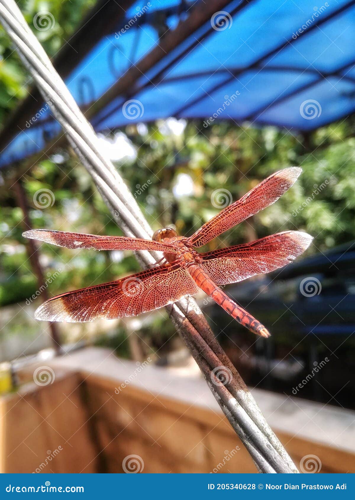 Red dragonfly on the wire stock photo. Image of grass 205340628