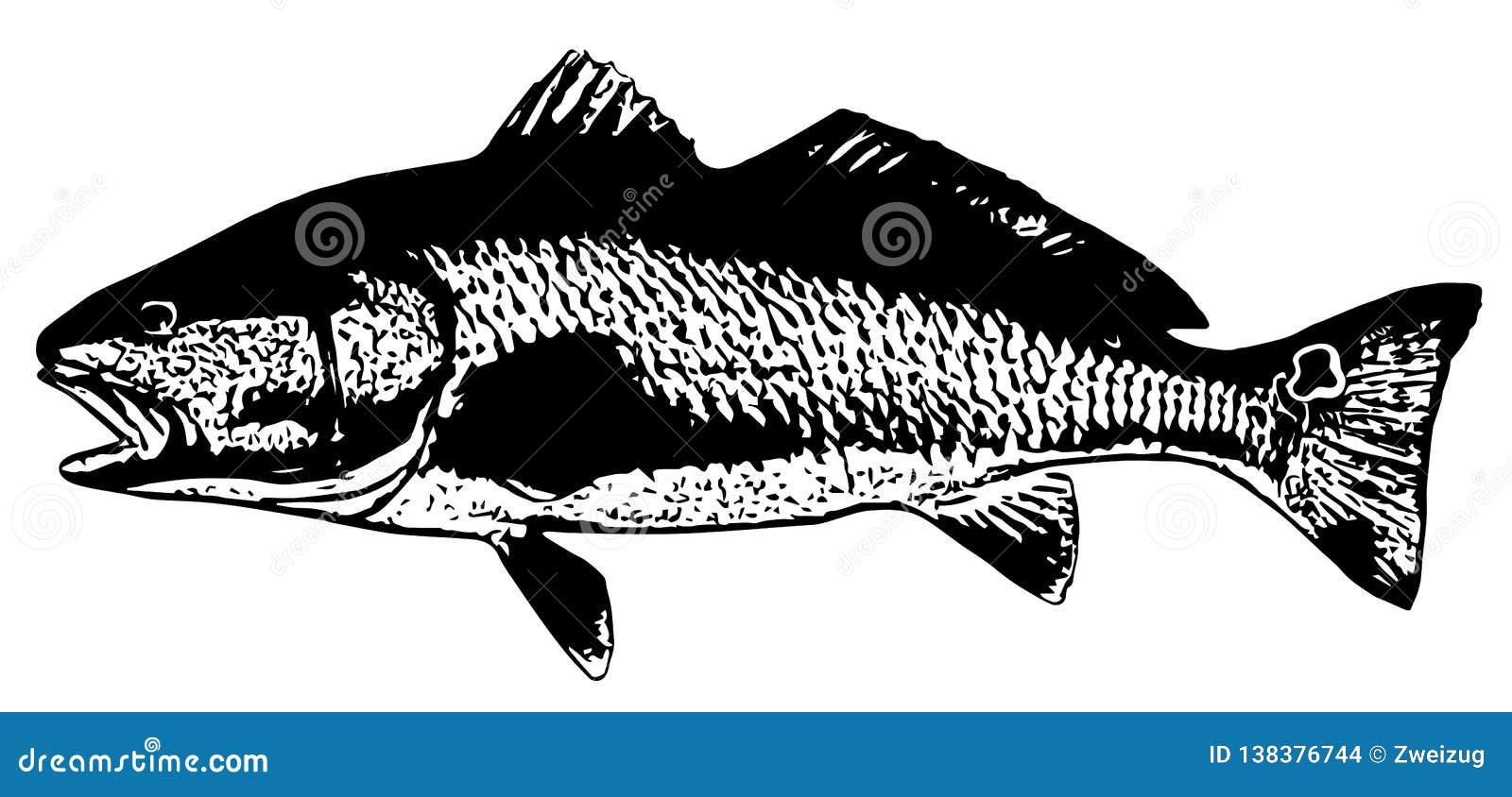 Red Drum Redfish Saltwater Fishing On Black Background Stock Illustration Illustration Of Marlin Redfish 138376744