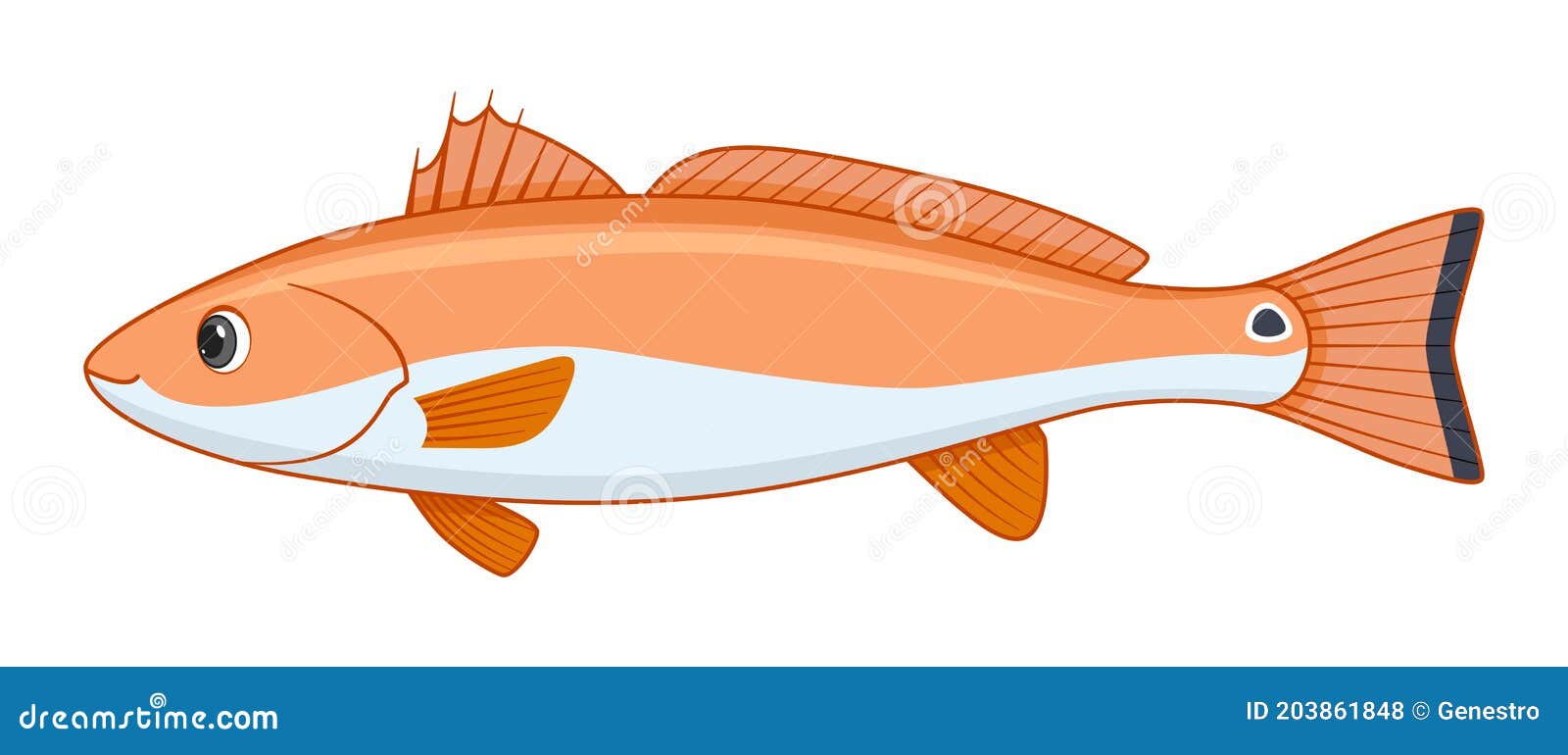 Red Drum Fish On A White Background Stock Vector Illustration of