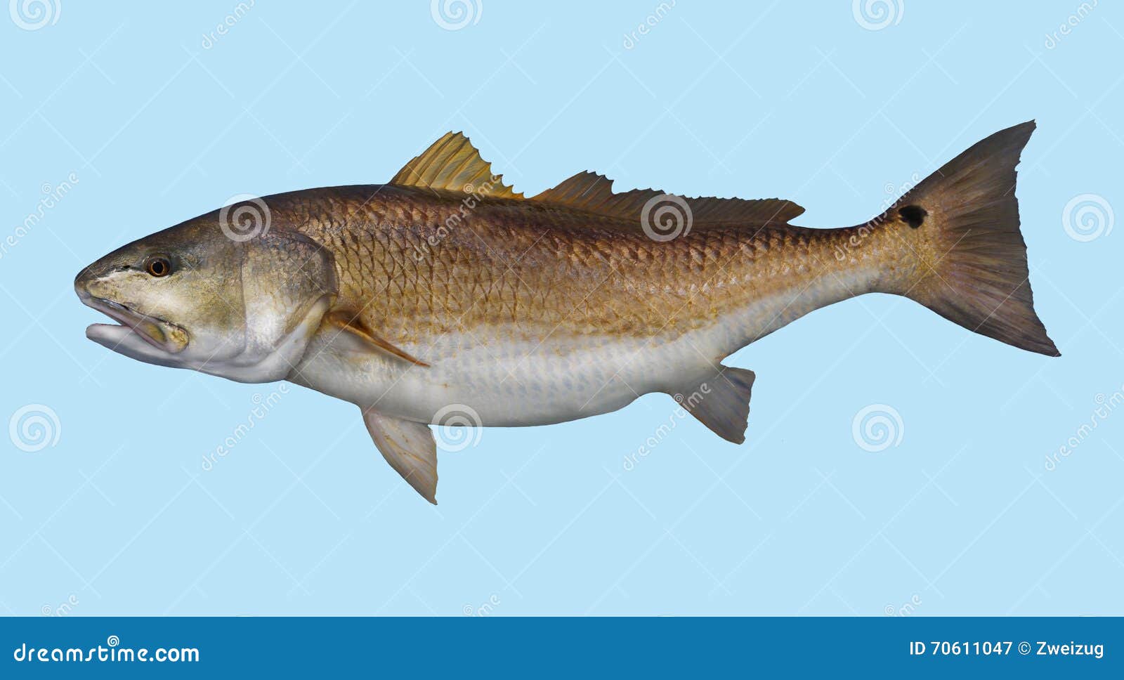 red drum redfish fishing portrait