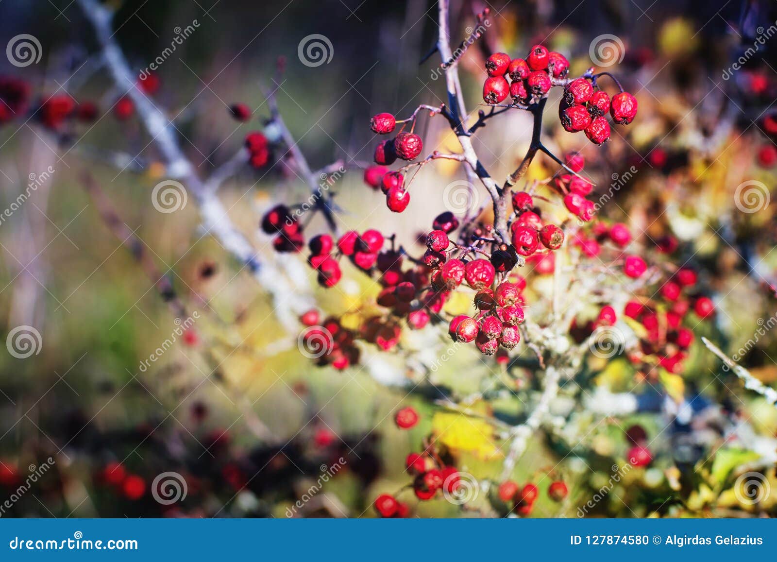 red dry hawthorn berries on a branch in autumn