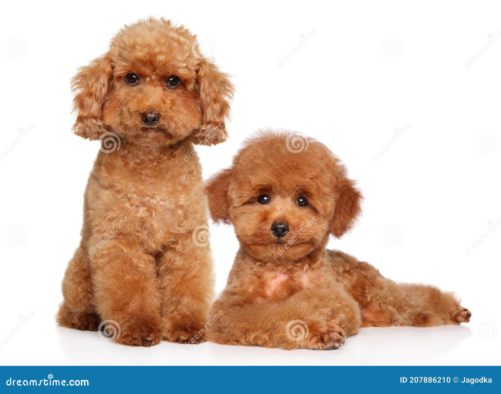 dwarf poodle