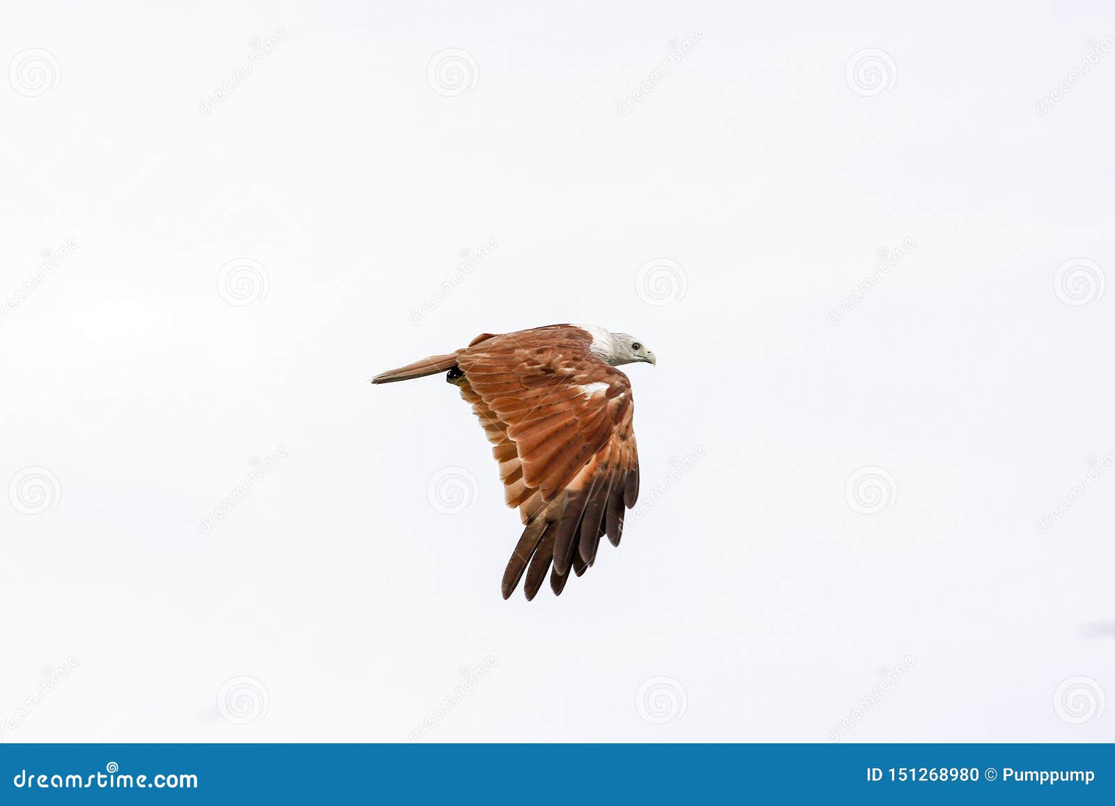 Red Eagle Fly on the Sky in Nature at Thailand Stock Photo - Image of asia,  eagle: 151268980