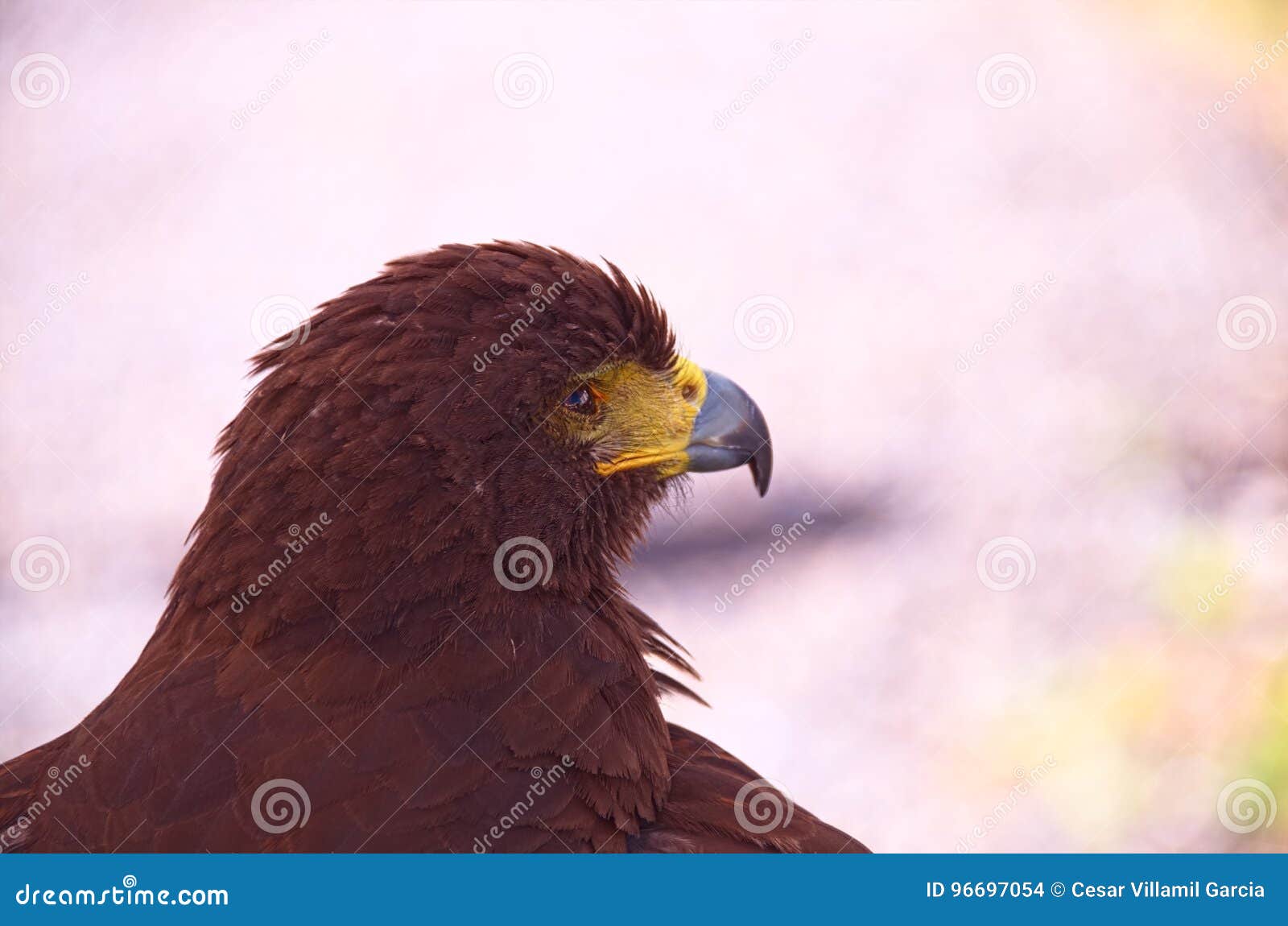 Red Eagle. stock photo. Image of world, birds, clawsn - 96697054