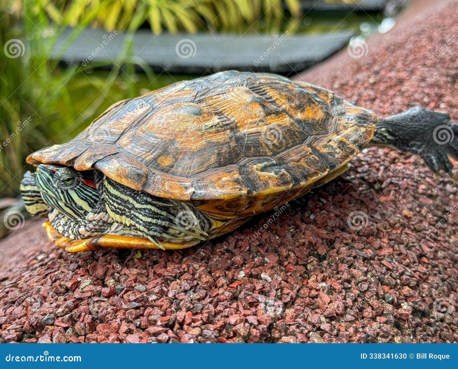 red ear slider turtleÃ¢â¬â¢s shell and legs with hidden head
