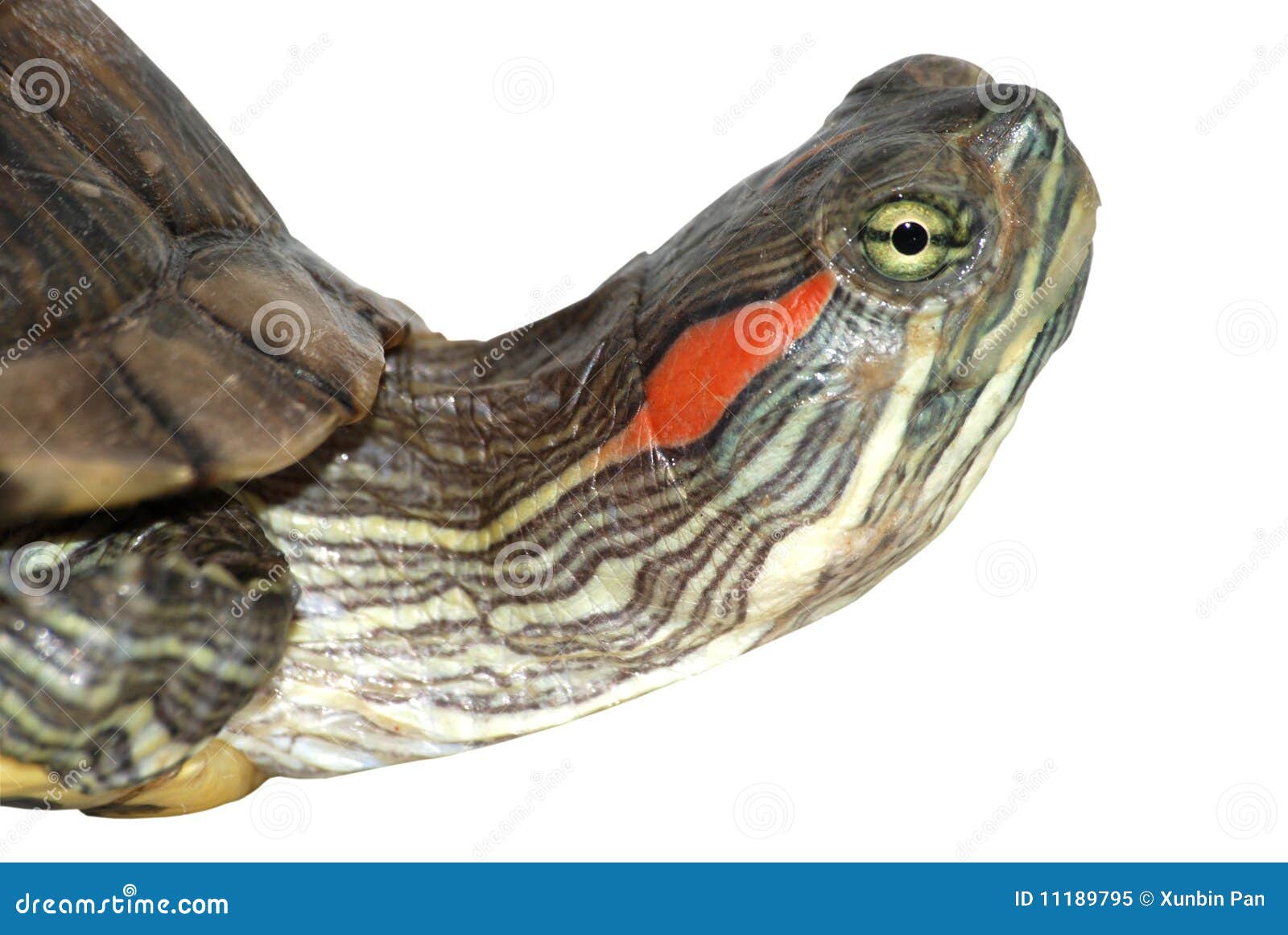 red-ear-turtle-head-11189795.jpg