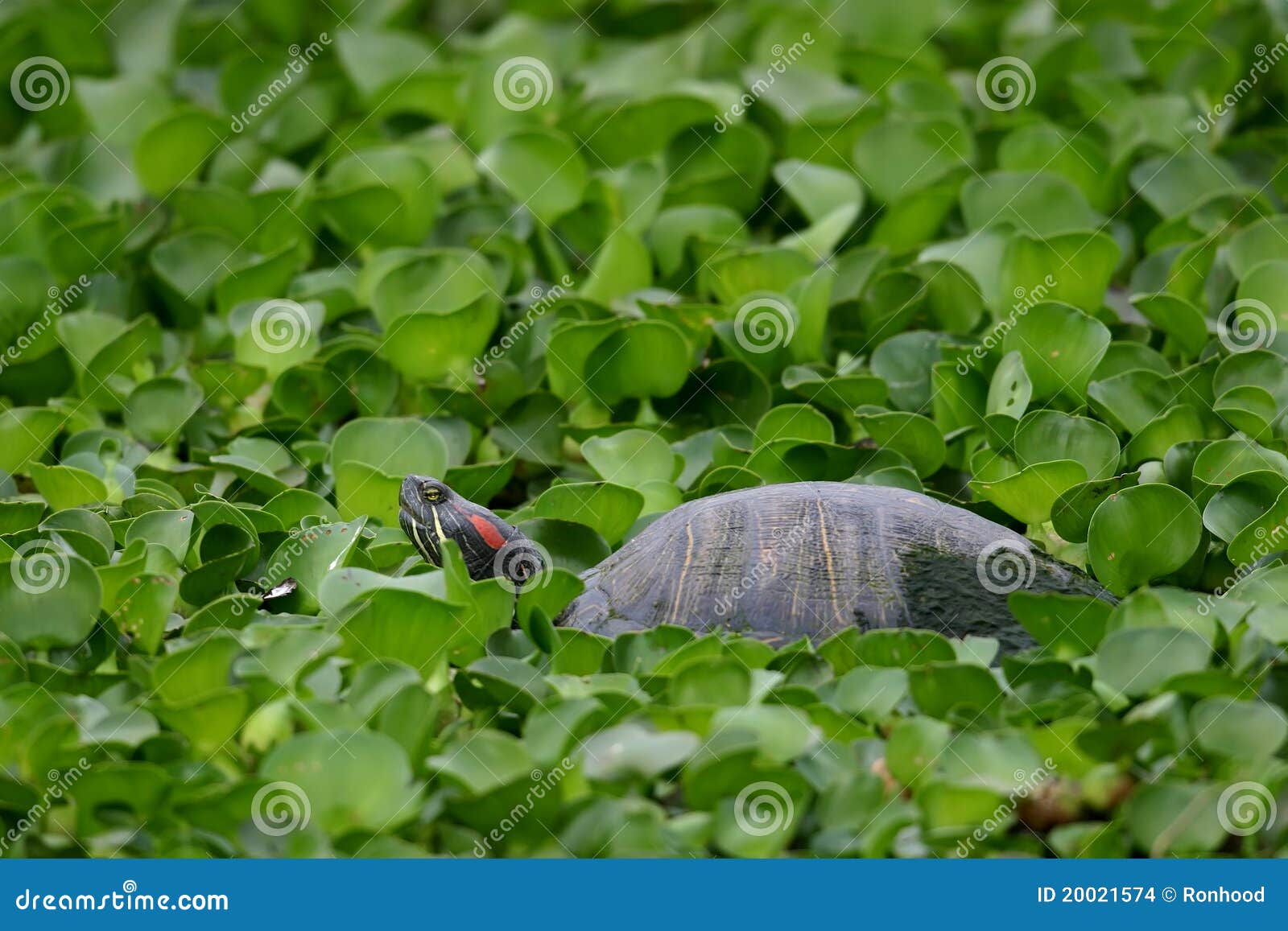 Red Eared Slider stock photo. Image of shelled, wildlife 20021574
