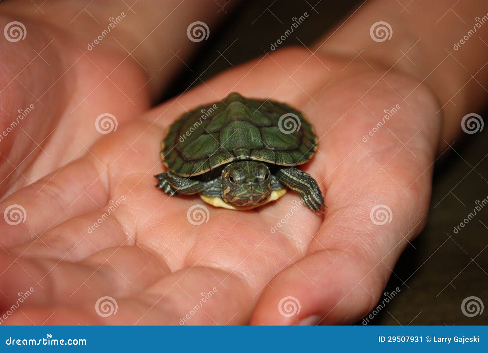 Red Eared Slider Baby Turtle Stock Image - Image of youth, turtle: 29507931