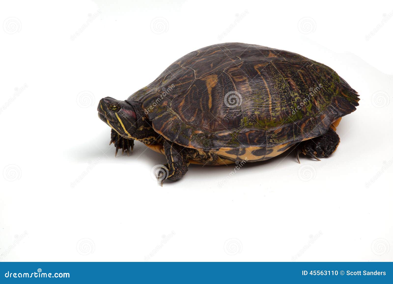 Red-Eared Slider stock photo. Image of turtle, animal - 45563110