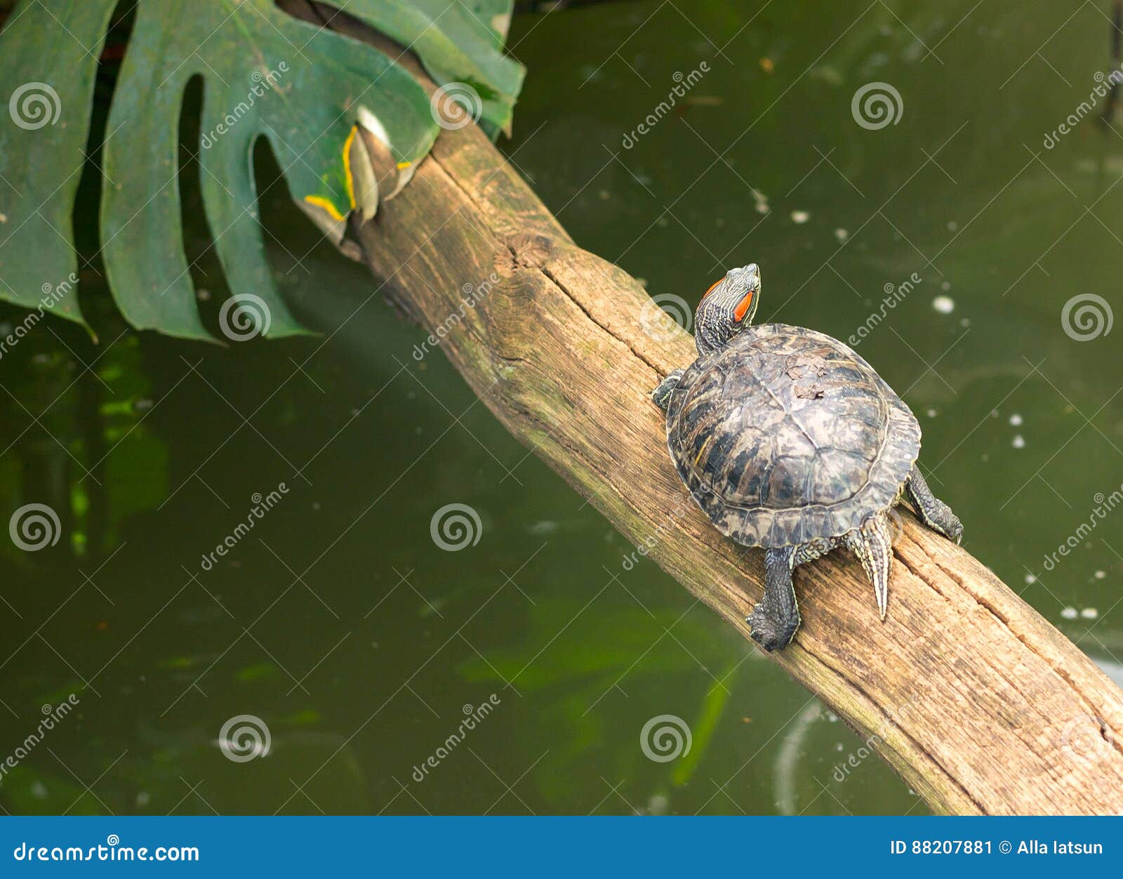 Redeared Slider Mediumsized Semiaquatic Turtle. Stock Image Image of reptile, protection