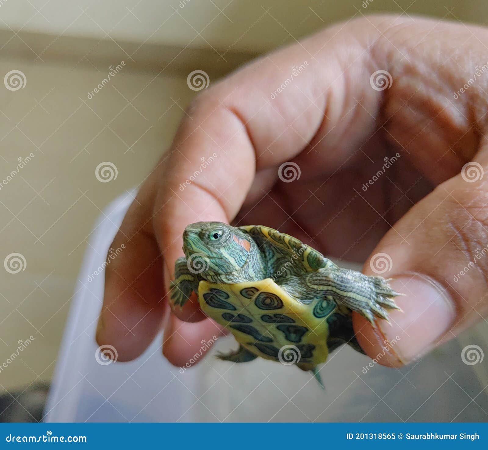 Red-eared slider