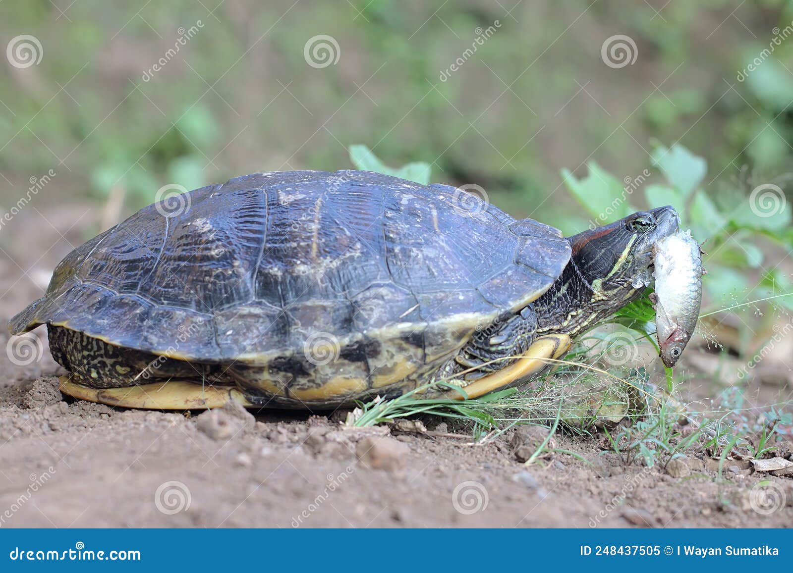 a red eared slider tortoise is preying on small fish by the river.