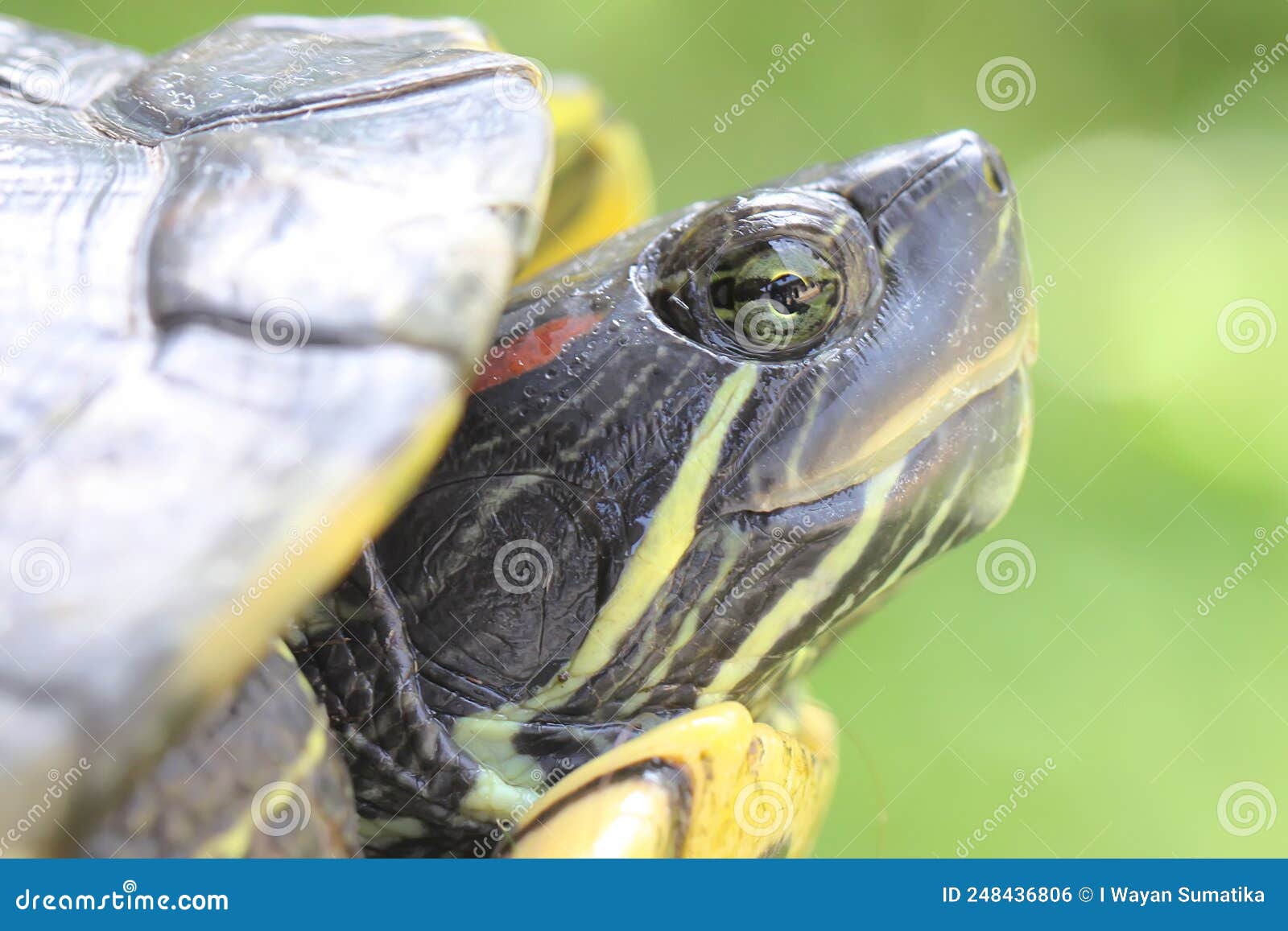 a red eared slider tortoise is sunbathing before starting their daily activities.