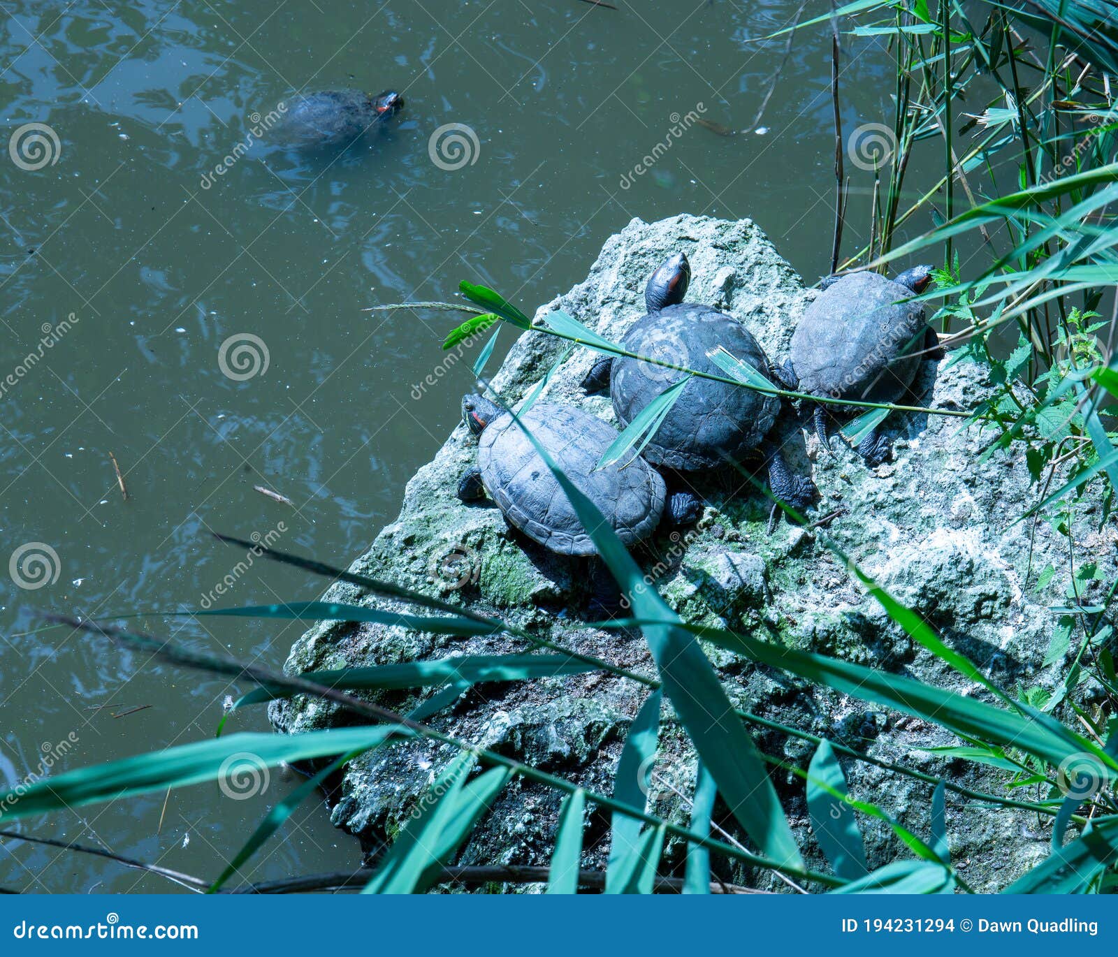 Red-eared Slider, Trachemys Scripta Elegans, Aka Terrapin Stock Photo