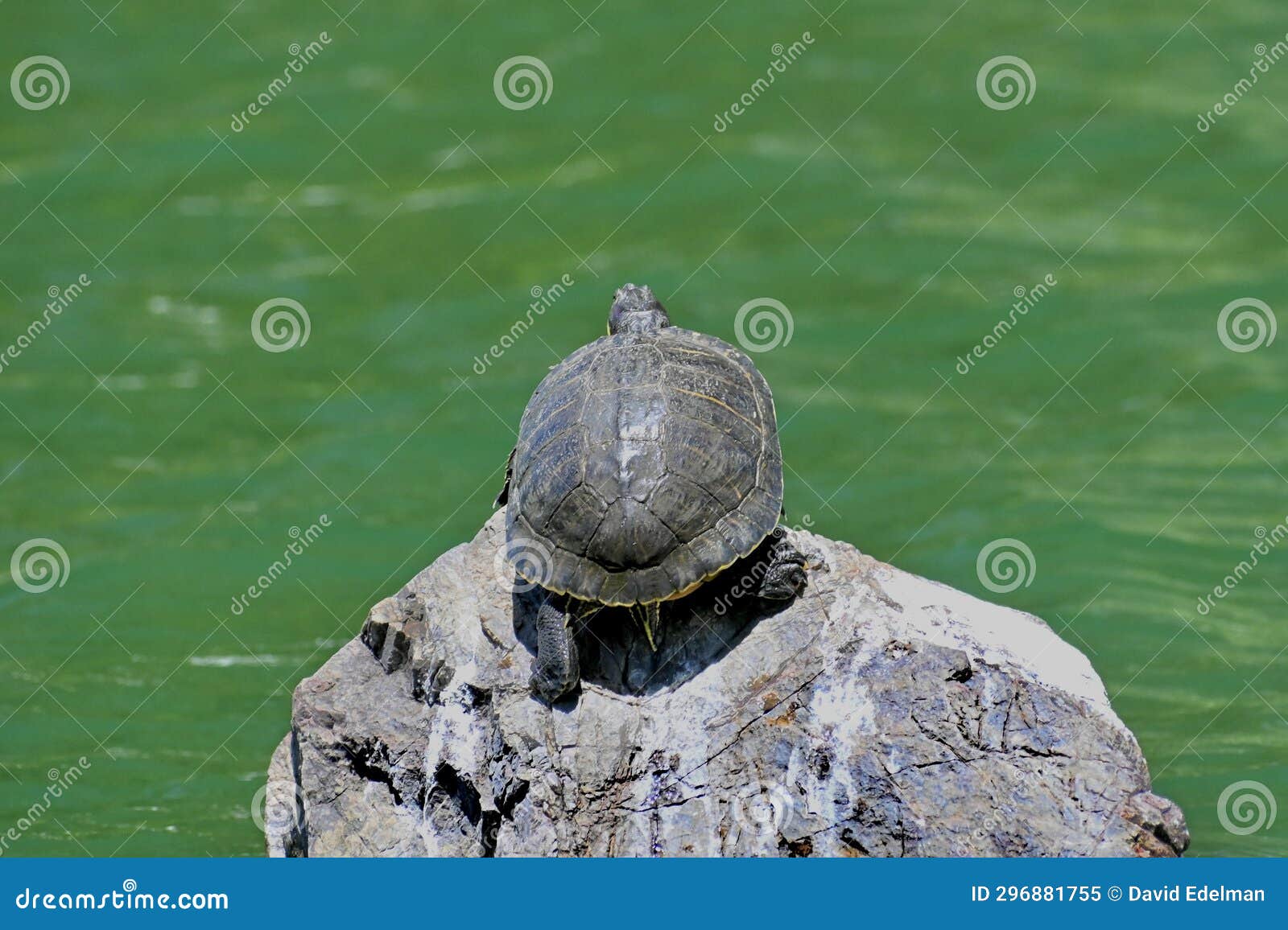 red eared and yellow bellied slider turtles sunning stow lake golden gate park 1