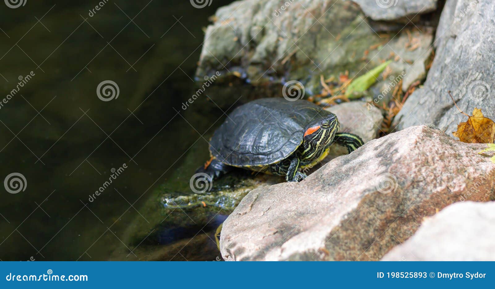 red-eared slider turtle or trachemys scripta elegans reptile is resting on pond