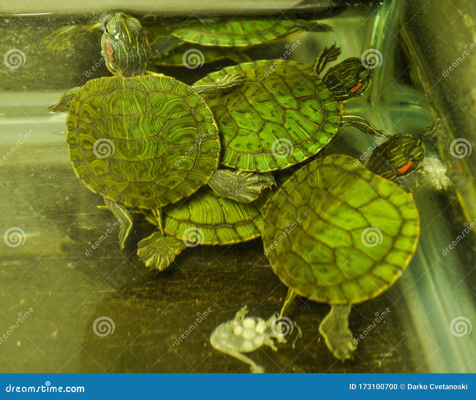 Green and Small Red-eared Turtle Stock Photo - Image of water